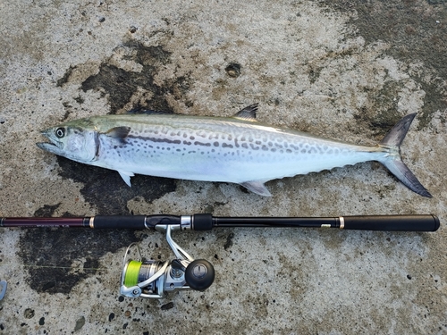 サゴシの釣果