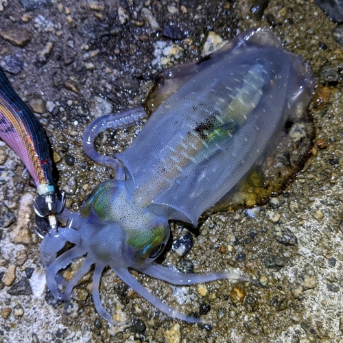 アオリイカの釣果