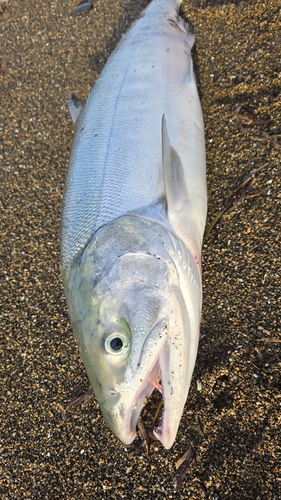 アキアジの釣果