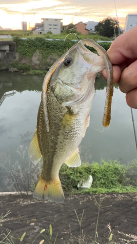 ブラックバスの釣果