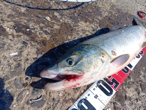 アキアジの釣果