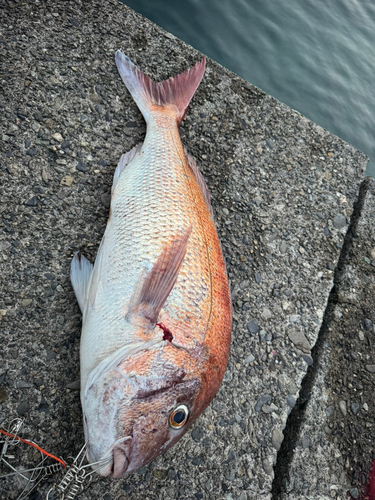 マダイの釣果