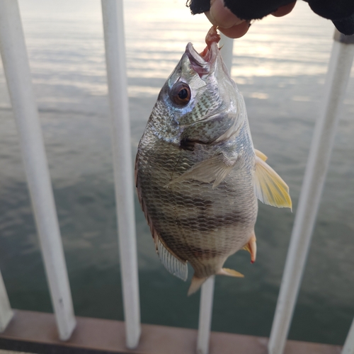 キビレの釣果