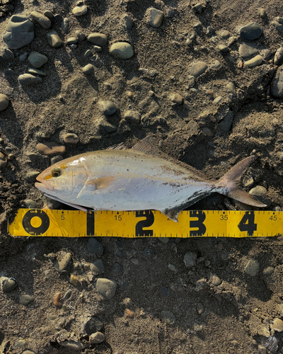 ショゴの釣果