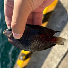 スズメダイの釣果