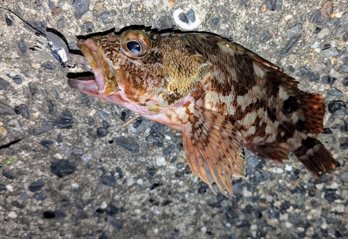 カサゴの釣果