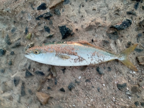 ツバスの釣果