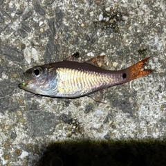 クロホシイシモチの釣果