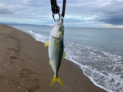 ワカシの釣果