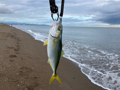 ワカシの釣果