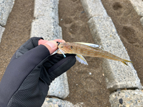 エソの釣果