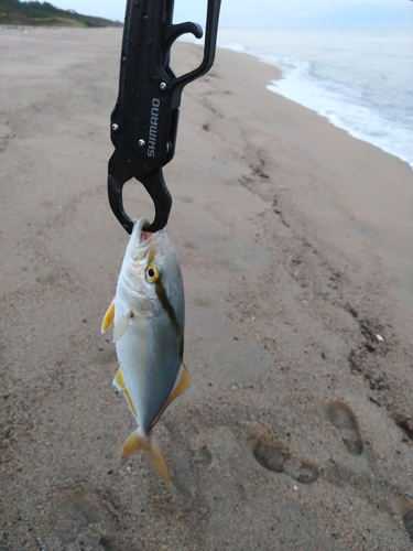 ショゴの釣果