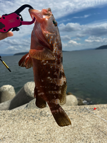 アコウの釣果