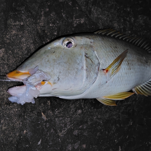 ムネアカクチビの釣果