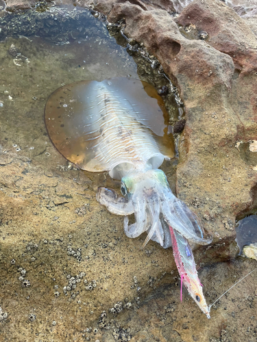 アオリイカの釣果