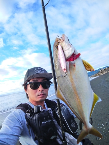 カンパチの釣果