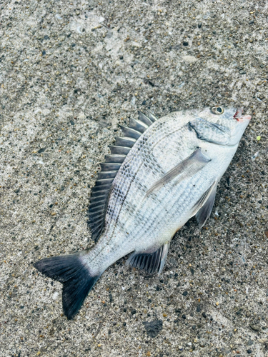 チヌの釣果