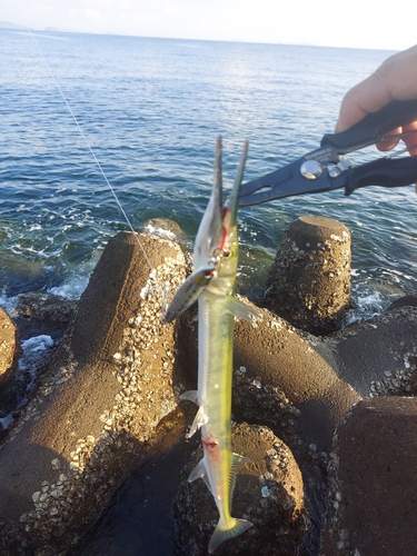 ダツの釣果