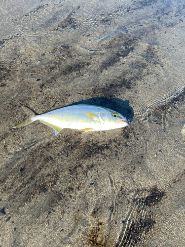 ネリゴの釣果