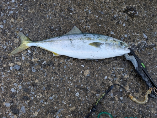 イナダの釣果