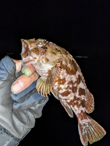 カサゴの釣果