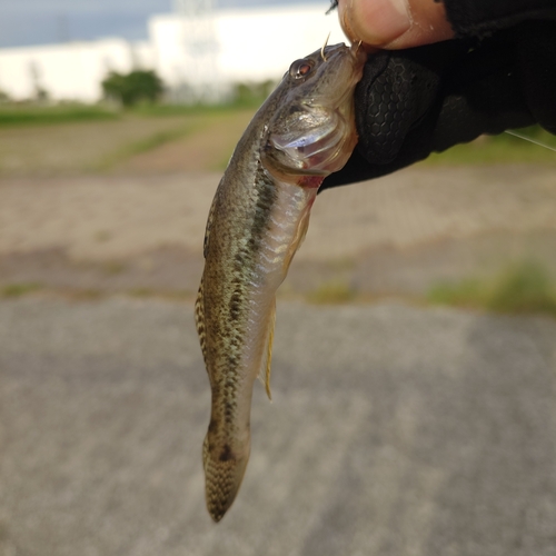 ハゼの釣果