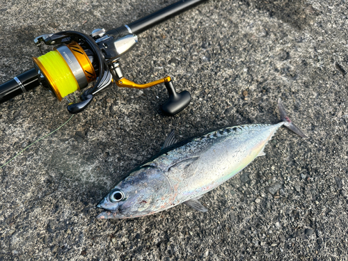 ソウダガツオの釣果