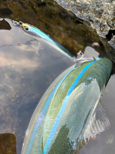 ツムブリの釣果