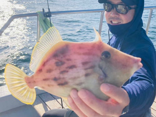 カワハギの釣果