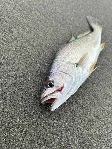 ニベの釣果