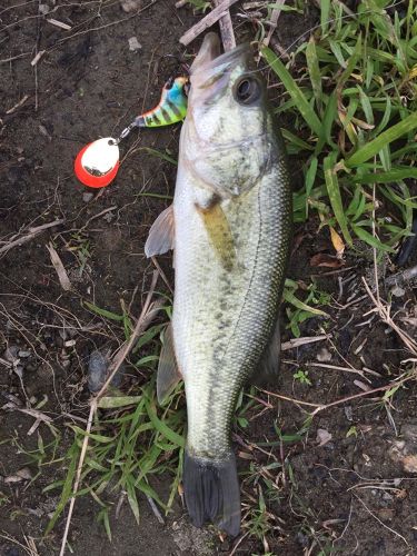 ブラックバスの釣果