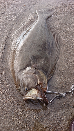 ヒラメの釣果