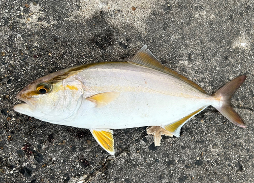 シオの釣果