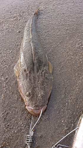 マゴチの釣果