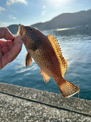 オオモンハタの釣果