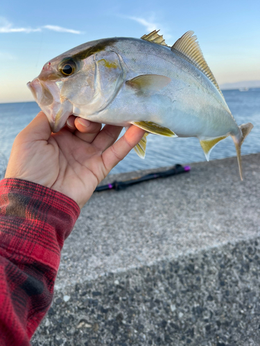 ネリゴの釣果