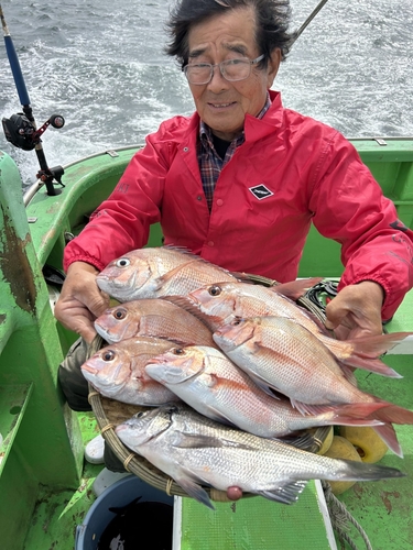 マダイの釣果