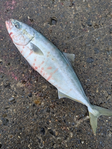 イナダの釣果