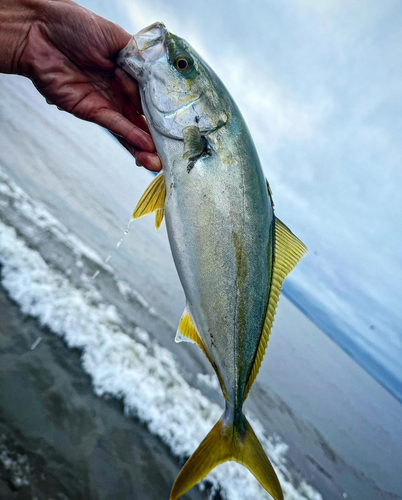 イナダの釣果