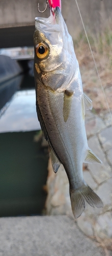 セイゴ（マルスズキ）の釣果