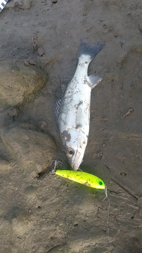 セイゴ（マルスズキ）の釣果