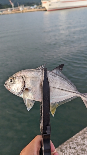 メッキの釣果