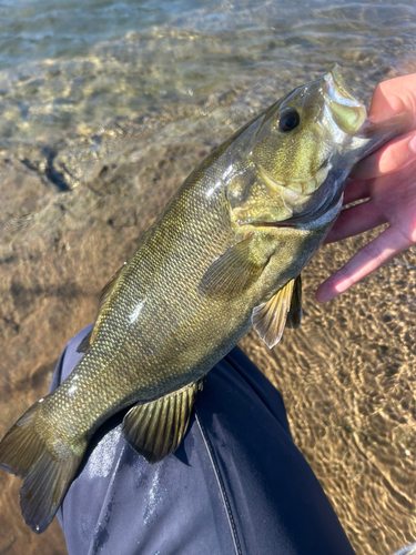 スモールマウスバスの釣果