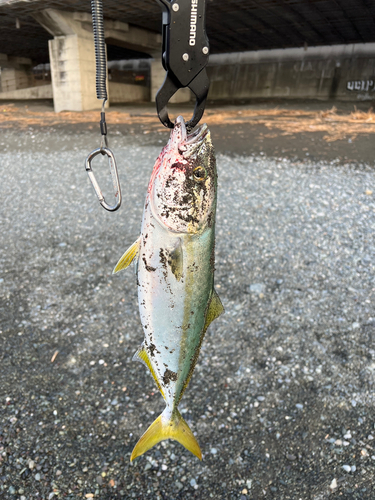 イナダの釣果