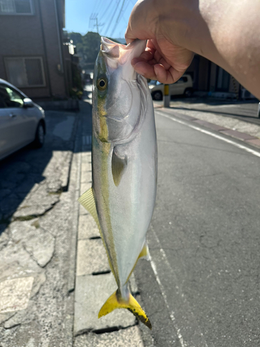 ハマチの釣果