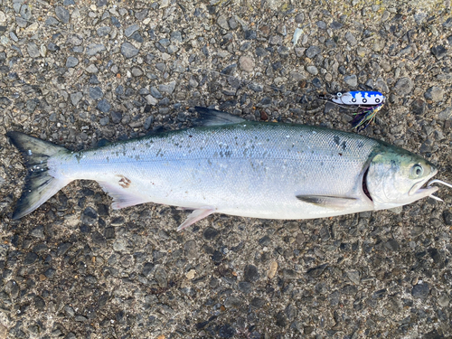 アキアジの釣果