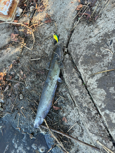 ナマズの釣果