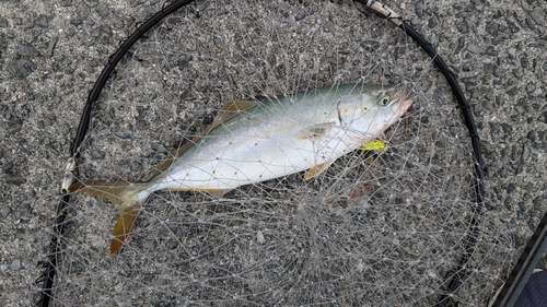 ツバスの釣果