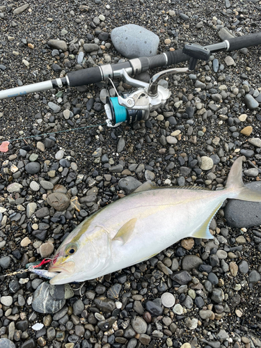 ショゴの釣果