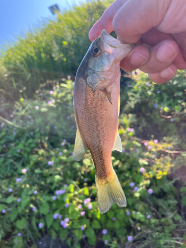 ラージマウスバスの釣果